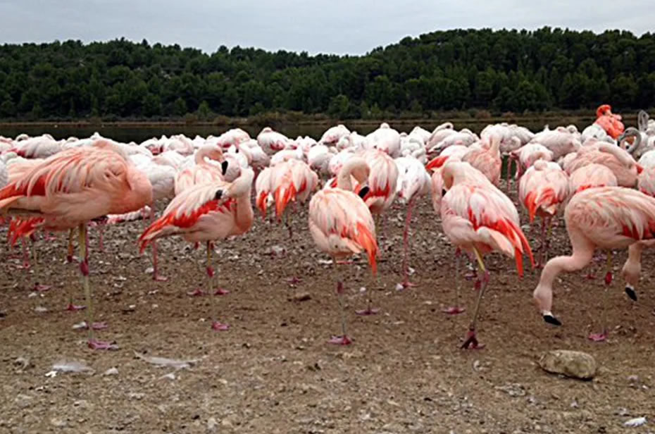 Flamants Roses à la réserve de Sigean dans l'Aude