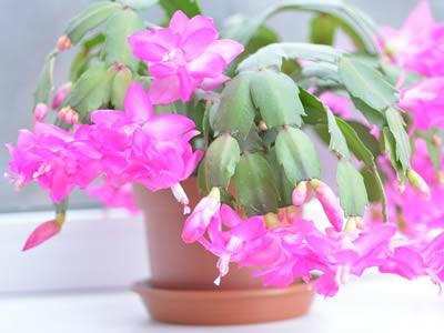 Comment entretenir un cactus de Noël