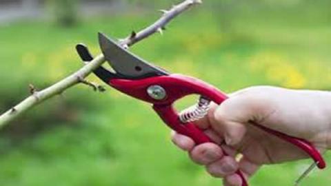 Taille des arbres